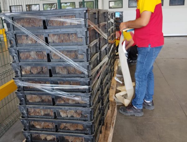 Uganda Cumhuriyeti civciv sevkiyatı